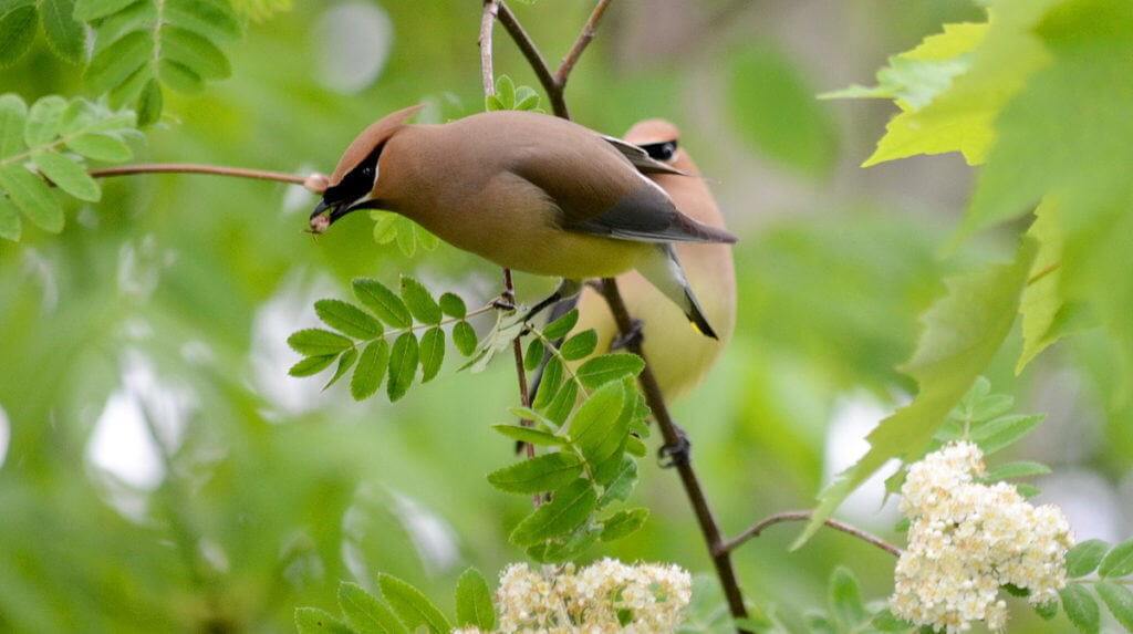 Image of two cedar waxwings courting at oxtongue lake, in ontario.
