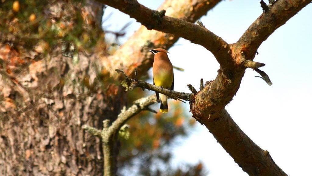 Image of a cedar waxwing at oxtongue lake, in ontario.