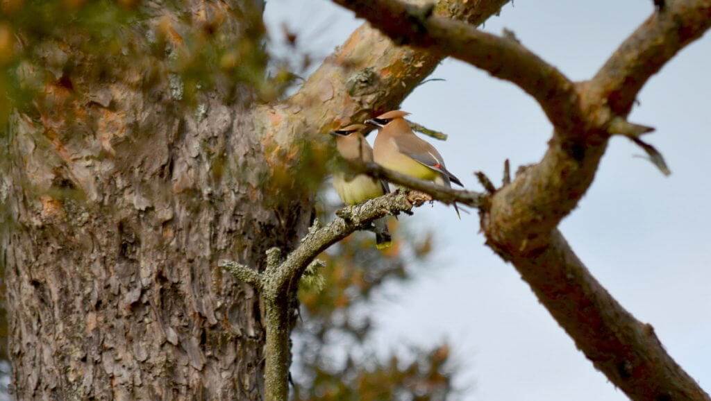 Image of two cedar waxwings courting at oxtongue lake, in ontario.