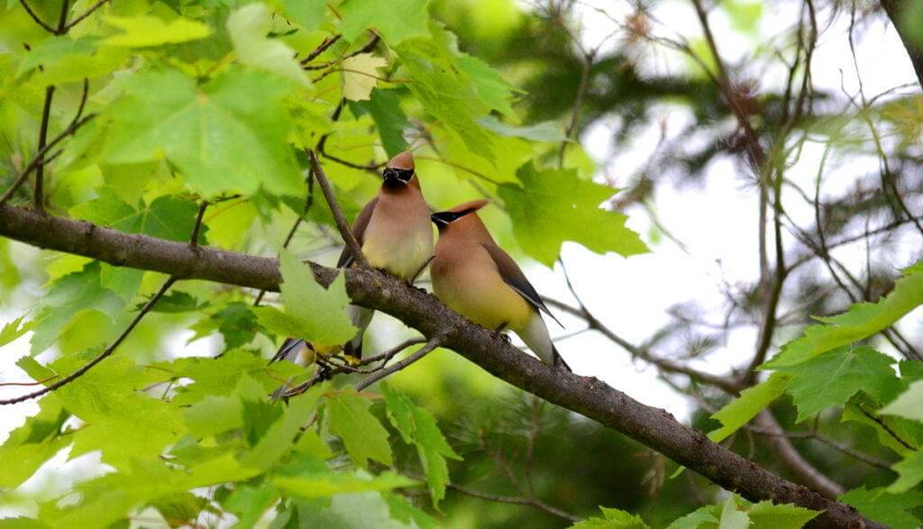Image of two cedar waxwings courting at oxtongue lake, in ontario.