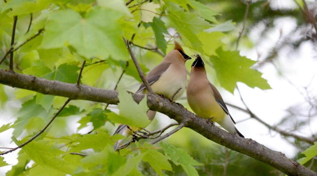 Image of two cedar waxwings courting at oxtongue lake, in ontario.