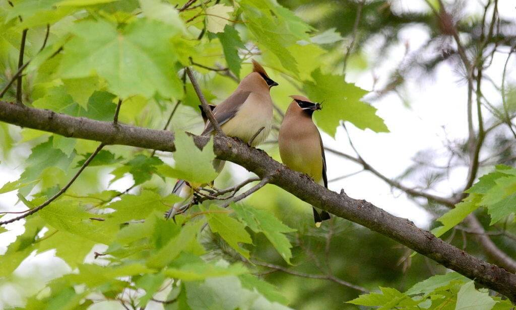Image of two cedar waxwings courting at oxtongue lake, in ontario.