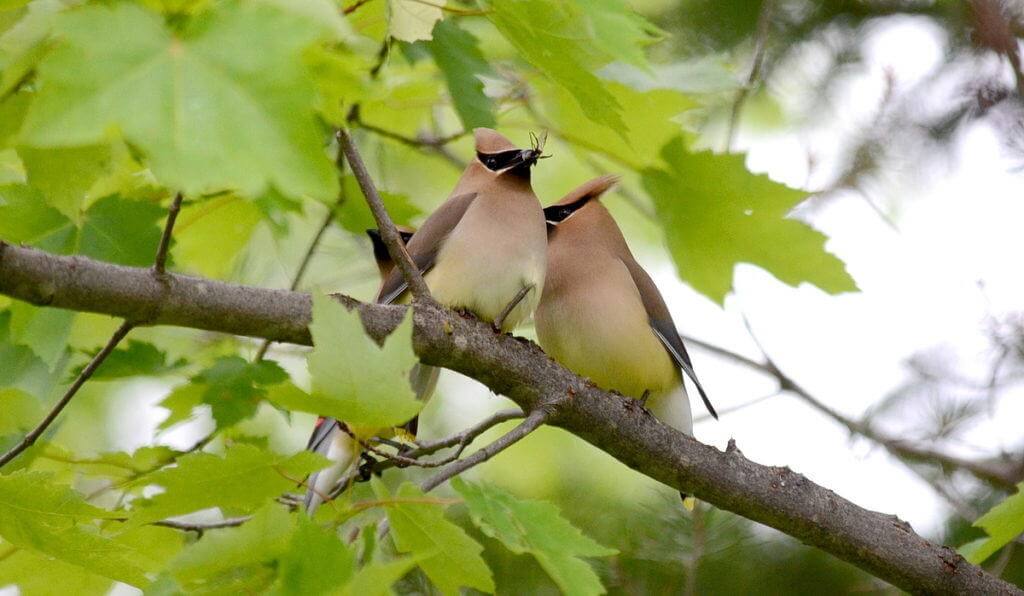 Image of two cedar waxwings courting at oxtongue lake, in ontario.