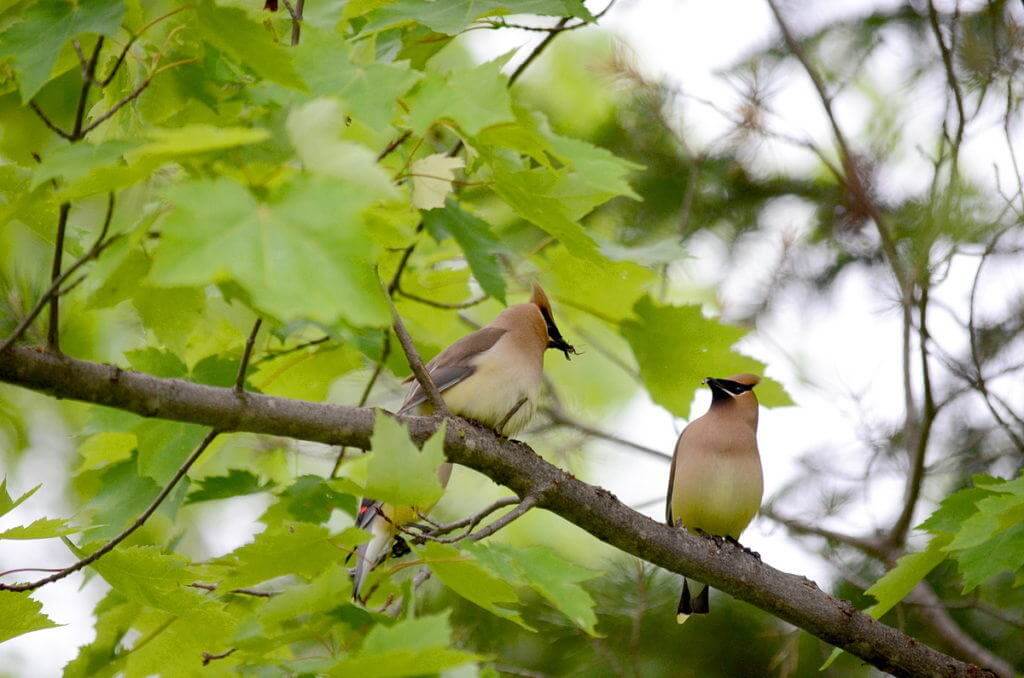 Image of two cedar waxwings courting at oxtongue lake, in ontario.