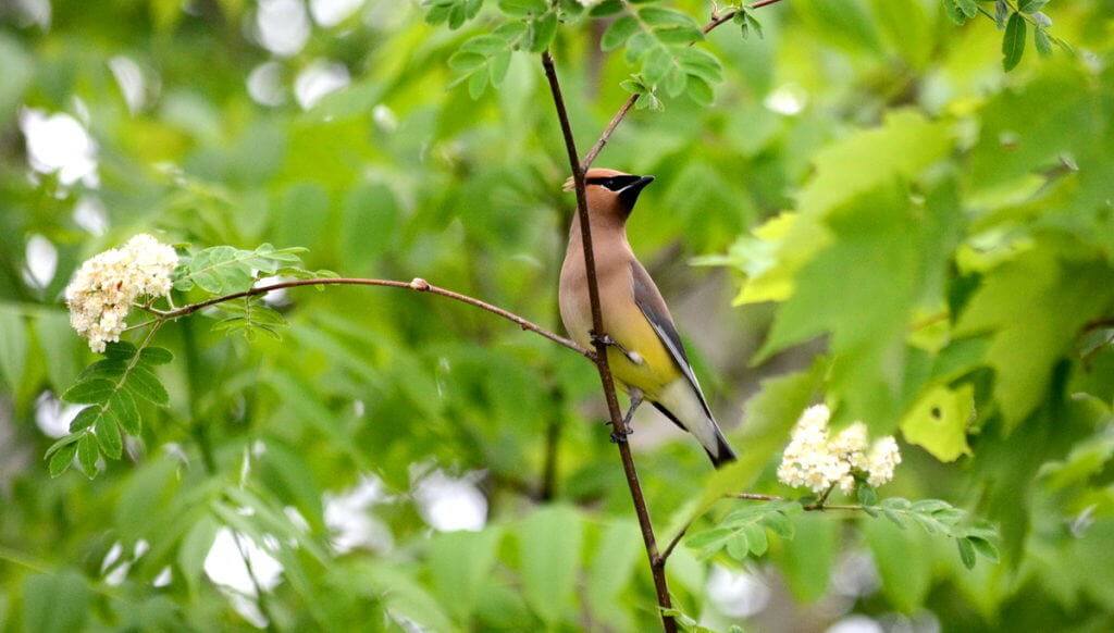 Image of a cedar waxwing at oxtongue lake, in ontario.