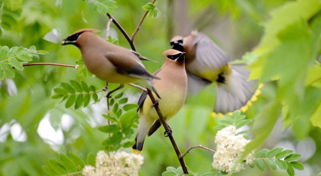 Image of cedar waxwings courting at oxtongue lake, in ontario.