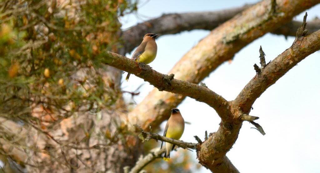 Image of two cedar waxwings courting at oxtongue lake, in ontario.