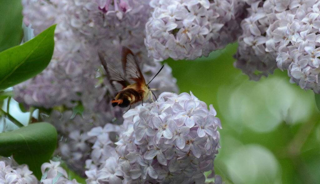 Image of a clearwing hummingbird moth at lilac bush at oxtongue lake, in ontario.