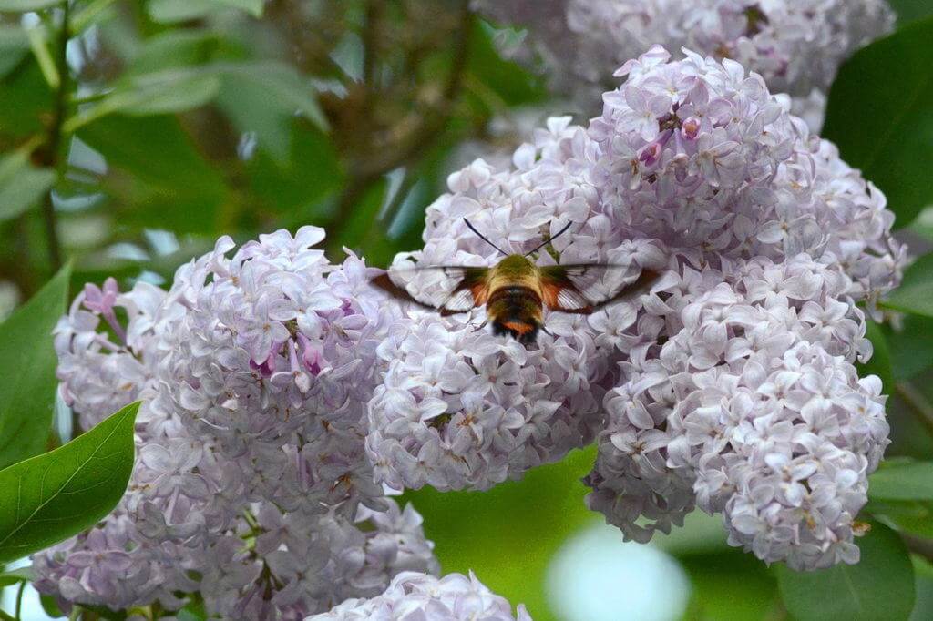 Image of a clearwing hummingbird moth at lilac bush at oxtongue lake, in ontario.