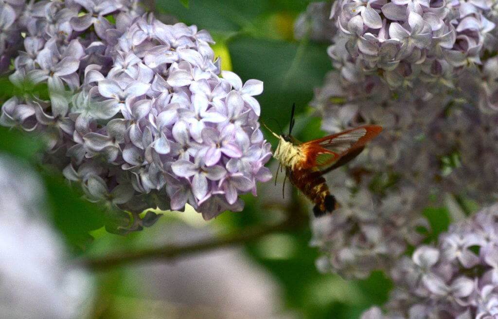 Image of a clearwing hummingbird moth at lilac bush at oxtongue lake, in ontario.