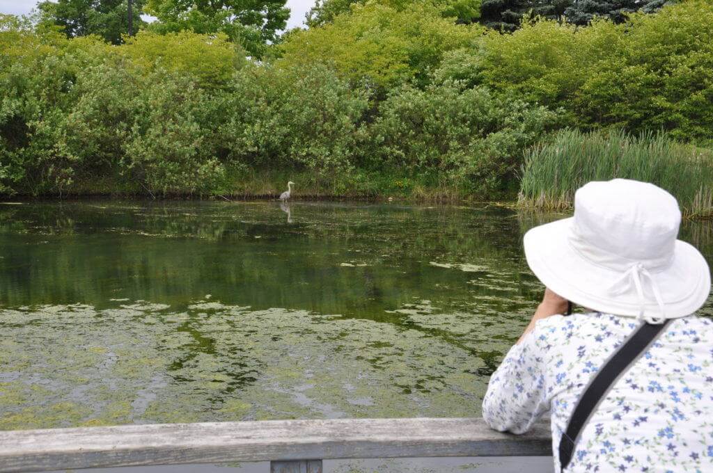 great blue heron at milliken park pond, toronto, ontario, pic 2