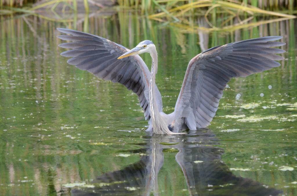 great blue heron, milliken park, toronto, ontario, pic 1