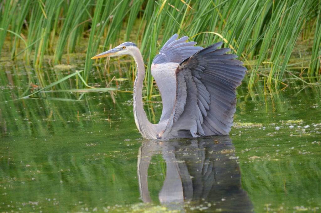 great blue heron, milliken park, toronto, ontario, pic 10
