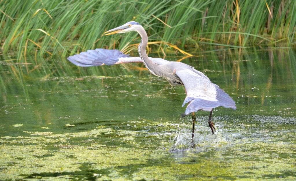 great blue heron, milliken park, toronto, ontario, pic 11