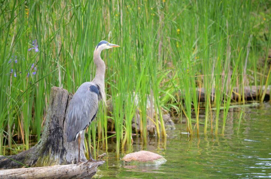 great blue heron, milliken park, toronto, ontario, pic 14