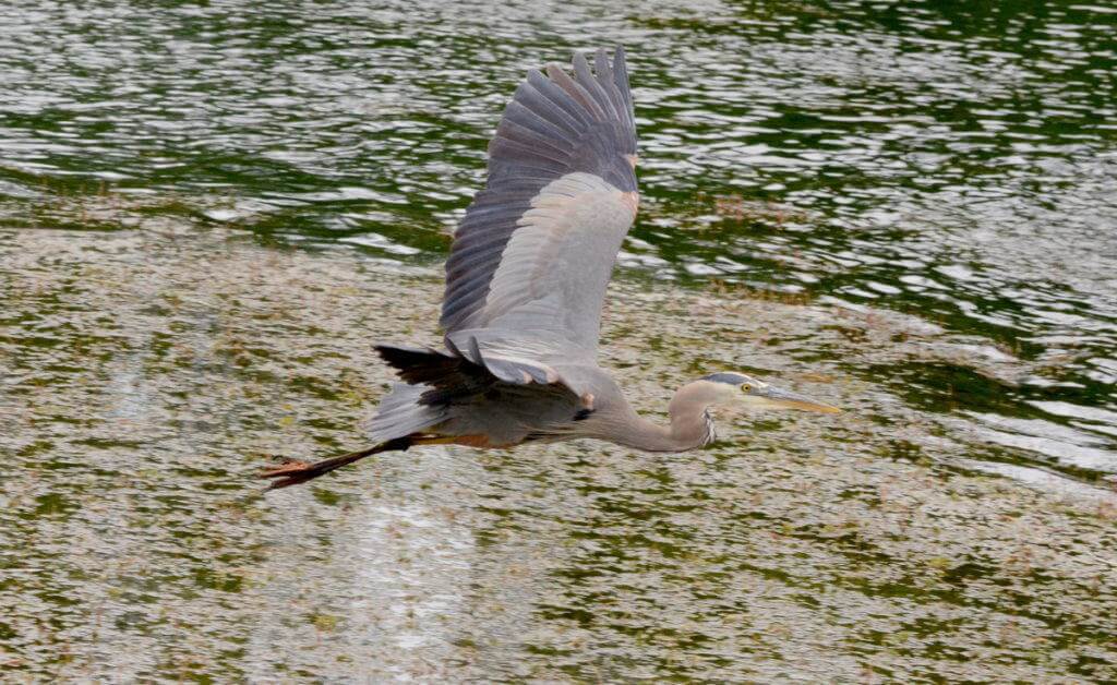 great blue heron, milliken park, toronto, ontario, pic 15