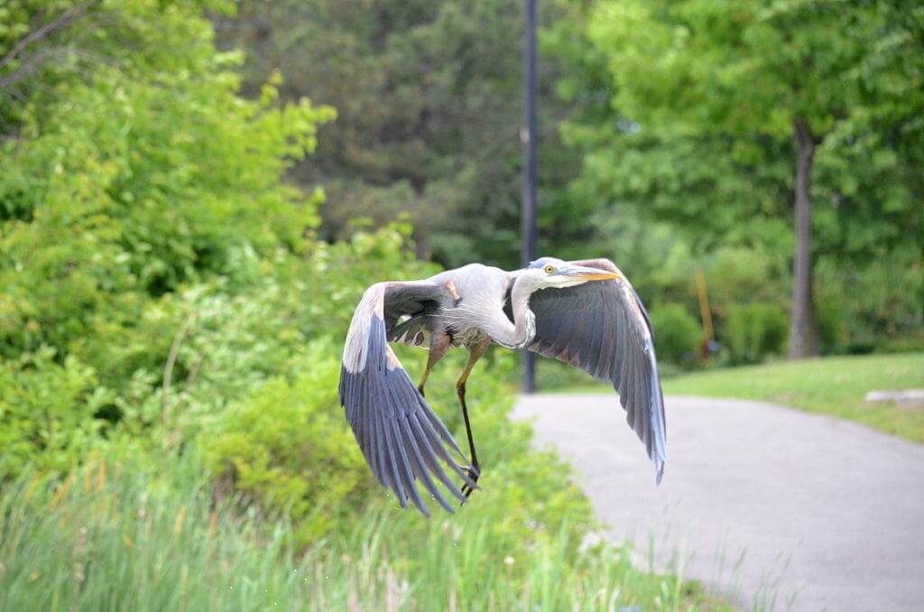 great blue heron, milliken park, toronto, ontario, pic 3