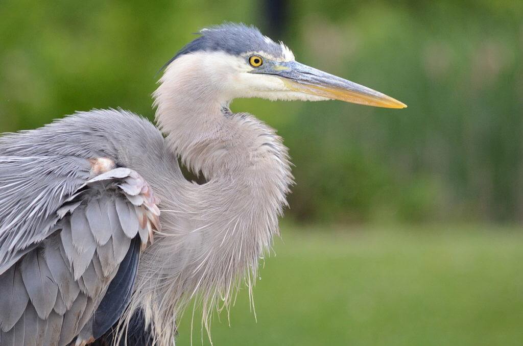 great blue heron, milliken park, toronto, ontario, pic 4