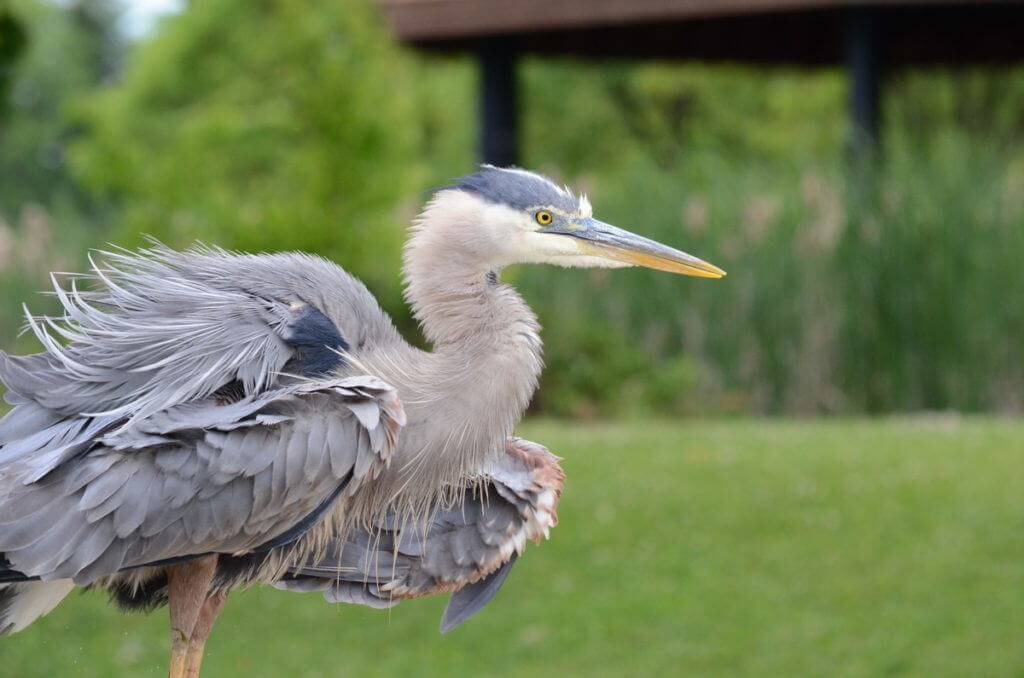 great blue heron, milliken park, toronto, ontario, pic 5