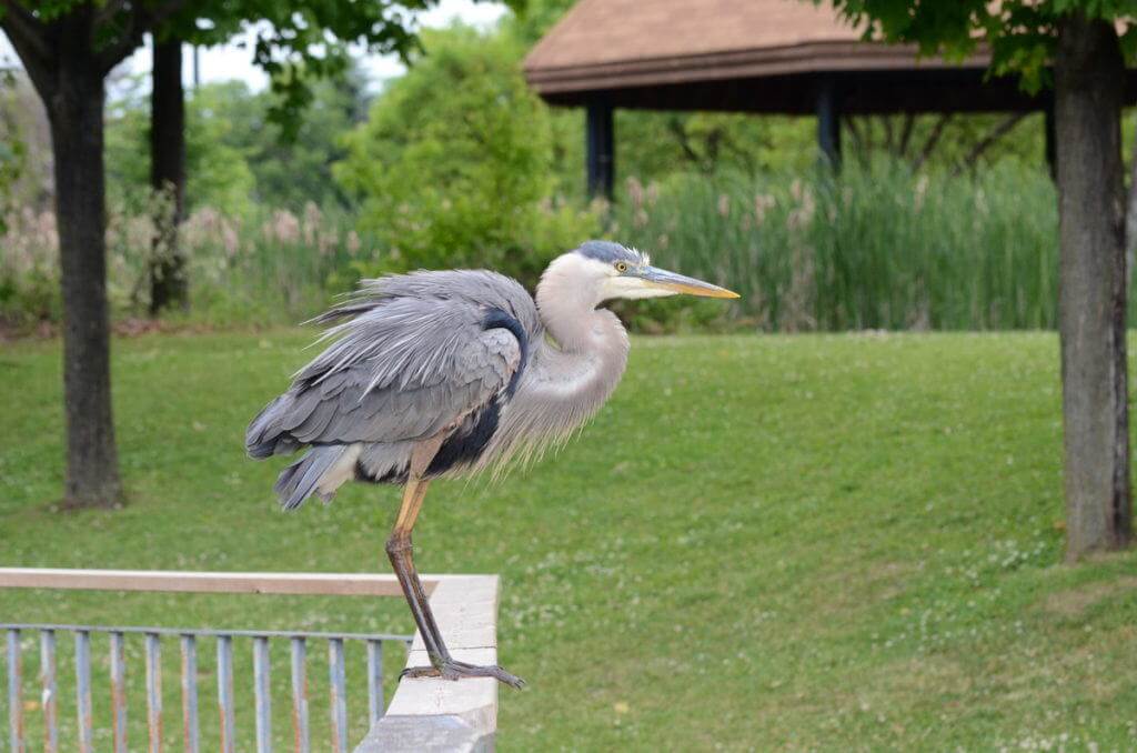 great blue heron, milliken park, toronto, ontario, pic 6