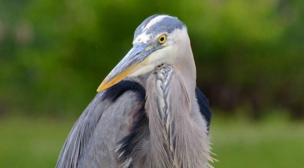 great blue heron, milliken park, toronto, ontario, pic 7