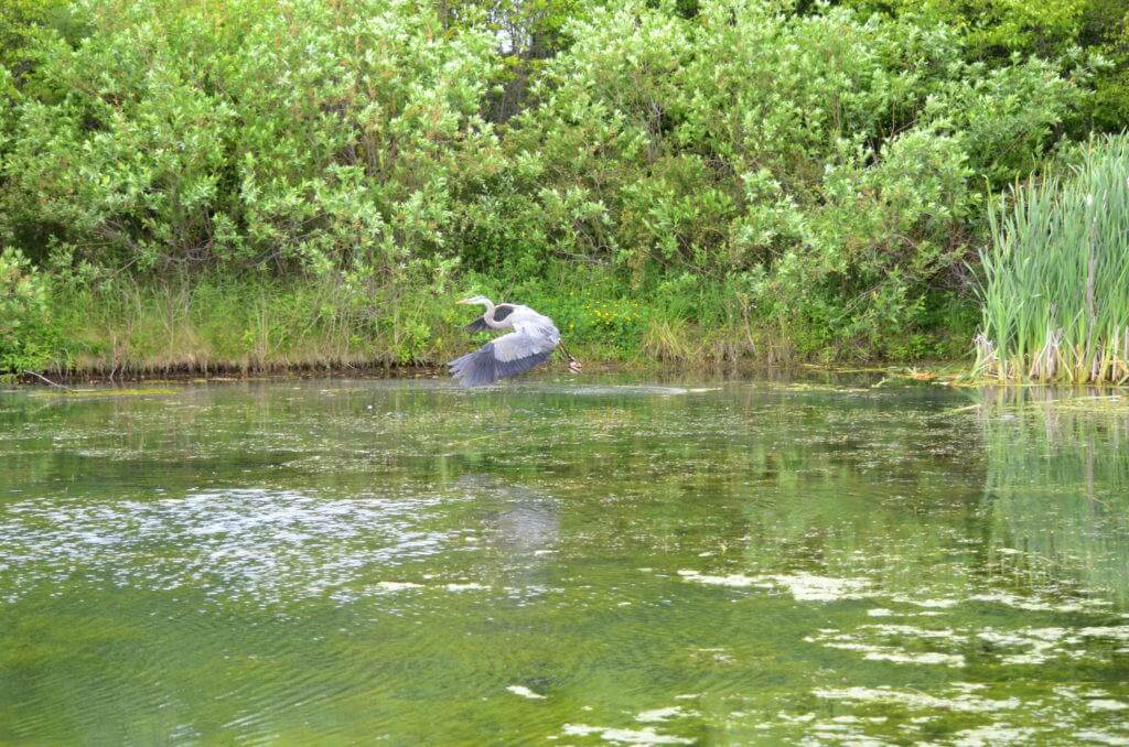 great blue heron, milliken park, toronto, ontario, pic 8