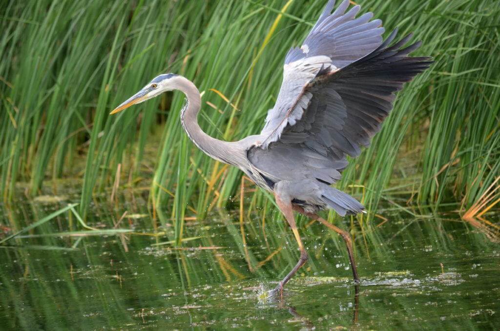 great blue heron, milliken park, toronto, ontario, pic 9