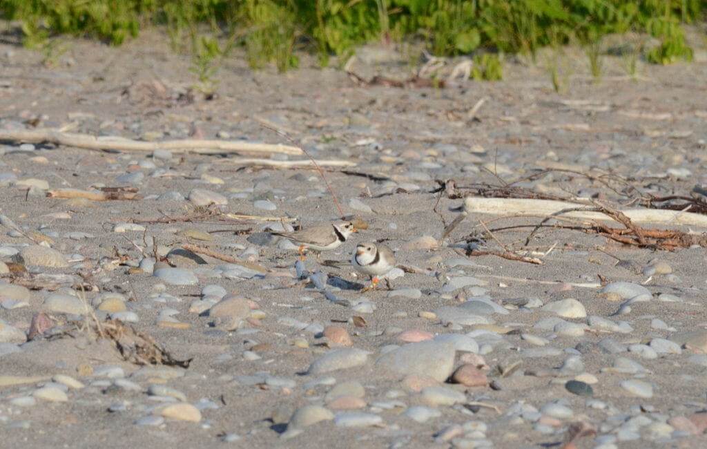 piping plover adults among sand and rocks at Darlington Provincial Park, Ontario