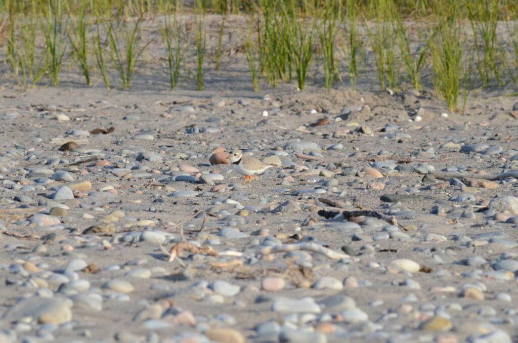 piping plover among sand and rocks at Darlington Provincial Park, Ontario