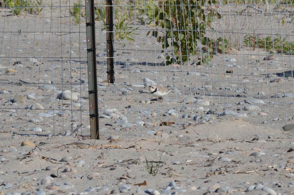 piping plover at nest among sand and rocks at darlington provincial park, ontario, 1
