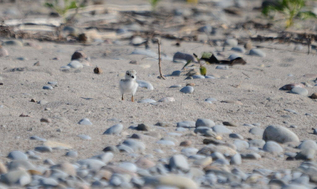 Piping plover chick along the sandy shoreline at Darlington Provincial Park, Ontario