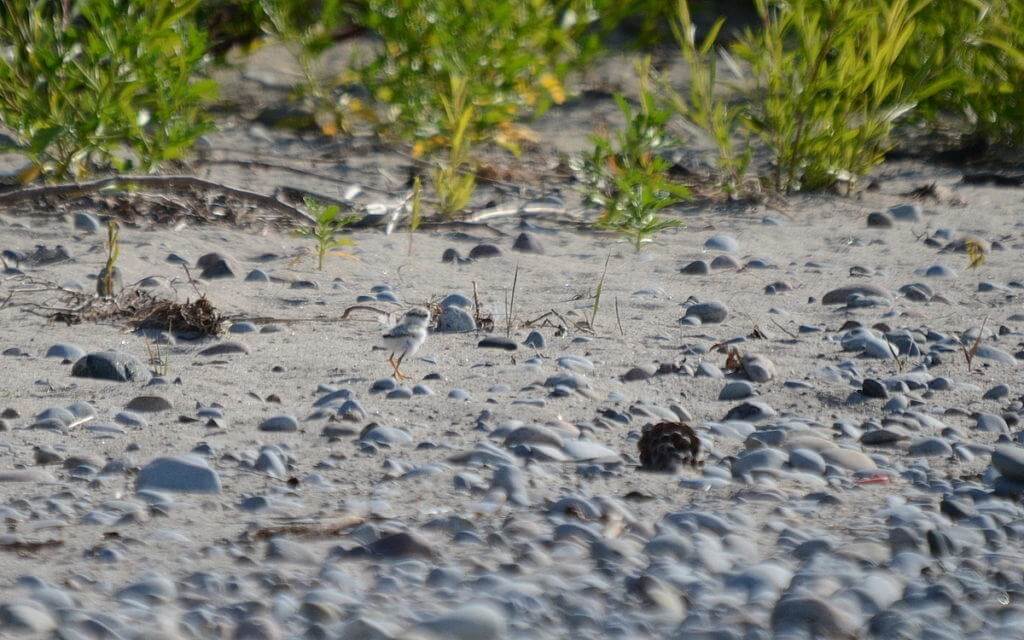 piping plover chick among sand and rocks at Darlington Provincial Park, Ontario