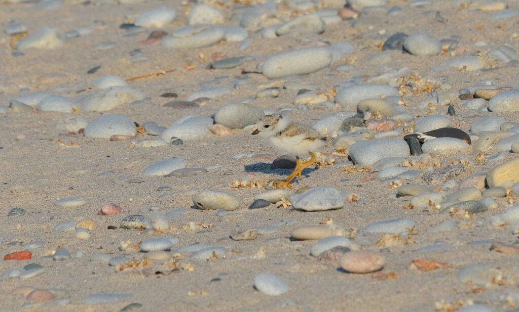 piping plover chick at Darlington Provincial Park, Ontario