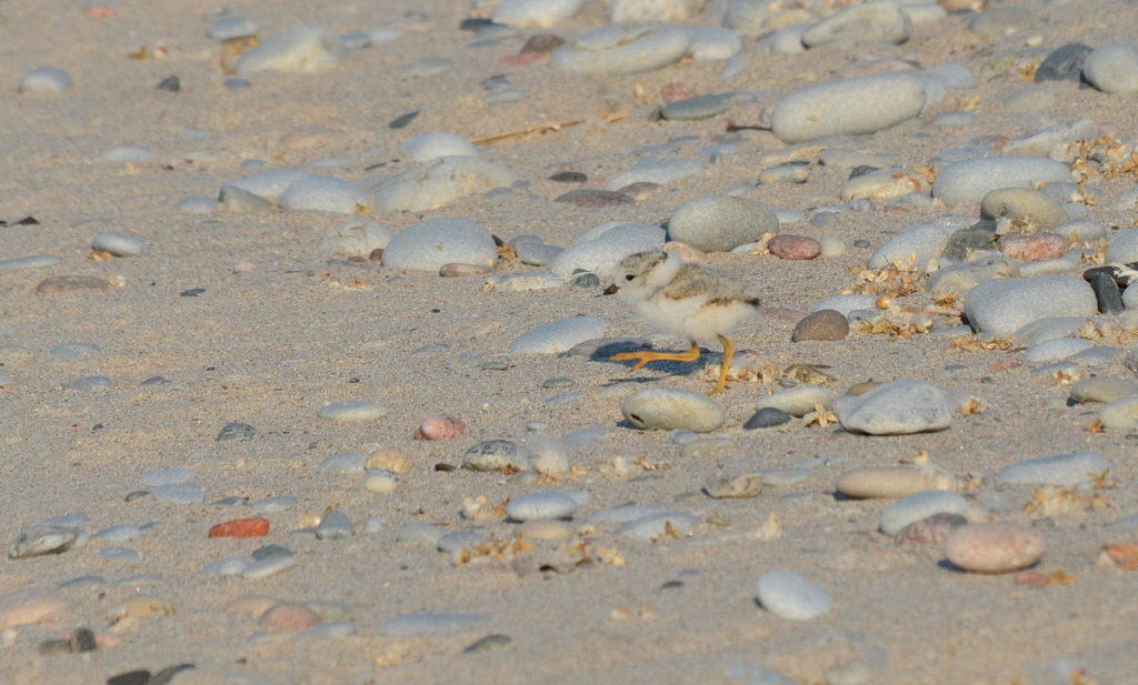 Piping plover chick walking across sand at Darlington Provincial Park, Ontario