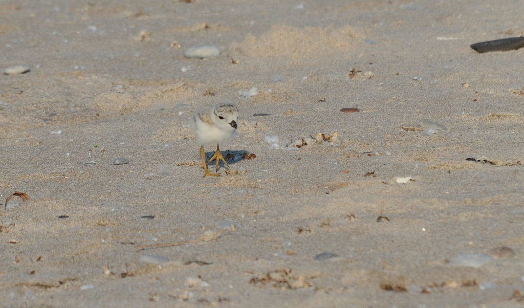piping plover chick at Darlington Provincial Park, Ontario