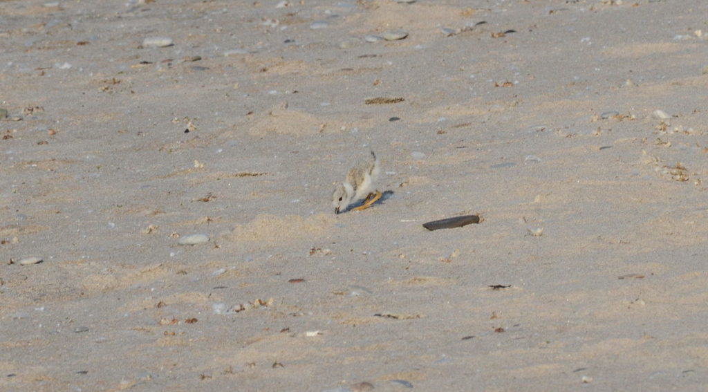 Piping plover chick searching for food among sand at Darlington Provincial Park, Ontario