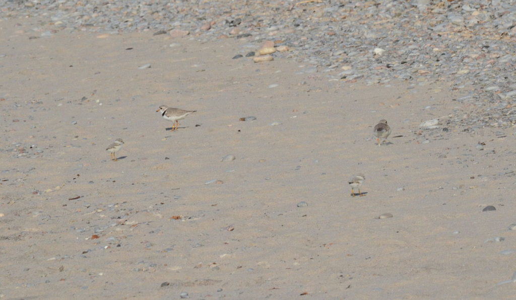 Piping plover chicks and adults at Darlington Provincial Park, Ontario