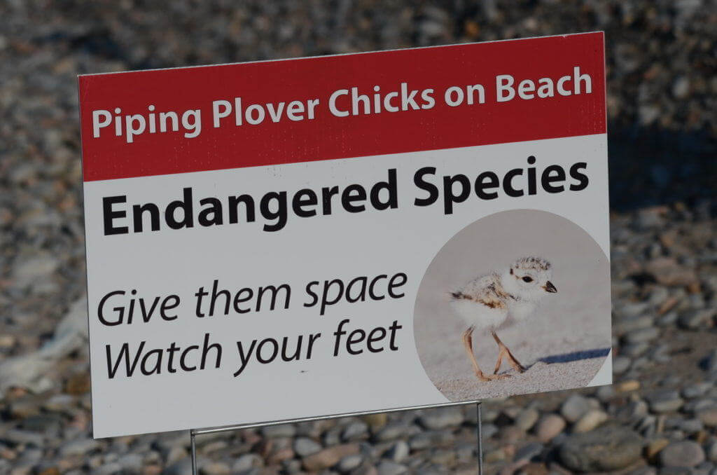 Piping plover endangered species sign at Darlington Provincial Park, Ontario