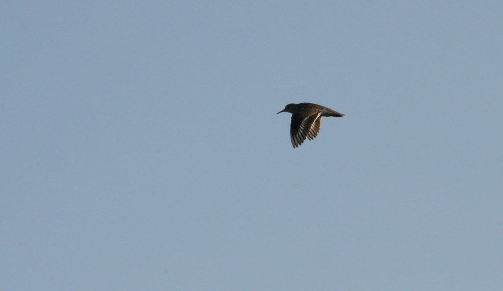 piping plover in flight at darlington provincial park, ontario, 2