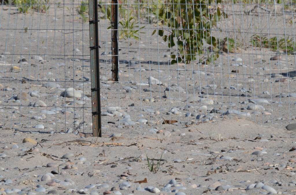 piping plover nest among sand and rocks at darlington provincial park, ontario, 1