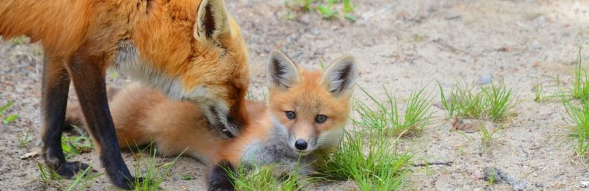 An image of a Red fox vixen grooms her kit in Algonquin Park, in Ontario, Canada.