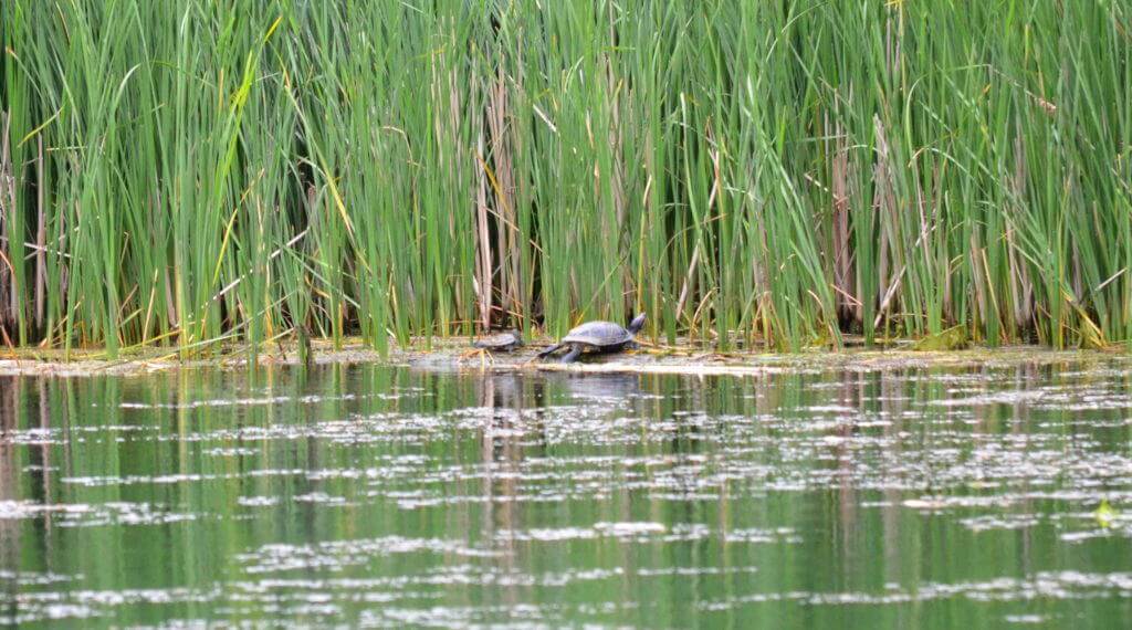 Image of a snapping turtle at Milliken Park in Toronto, Ontario