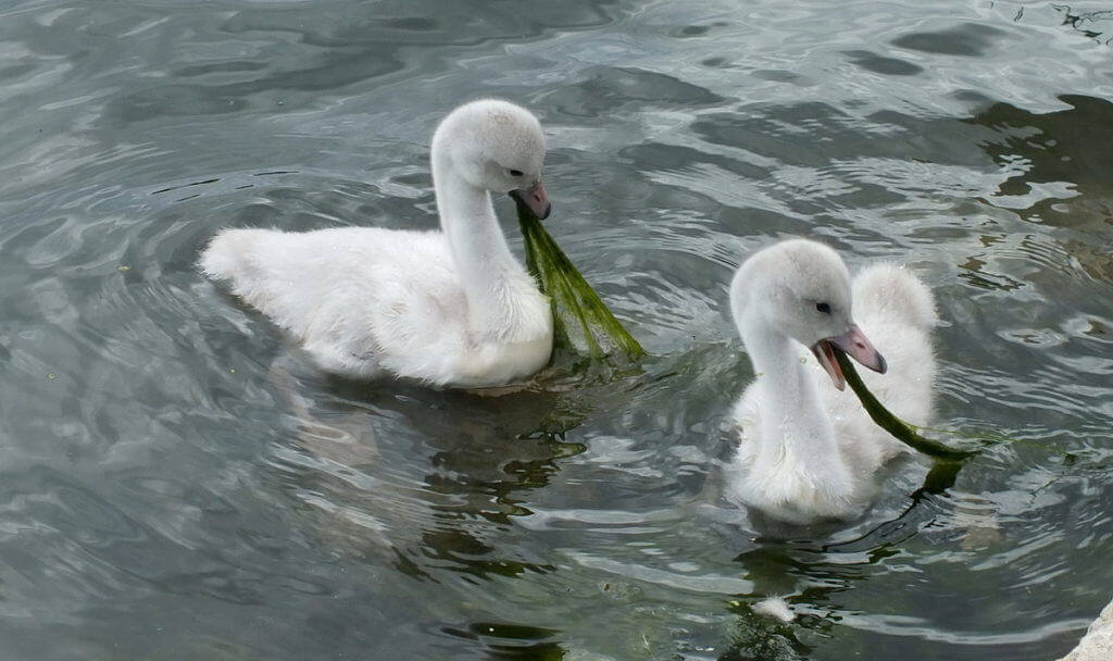 Image of two Trumpeter swan cygnets eating plants at Milliken Park in Toronto, Ontario.