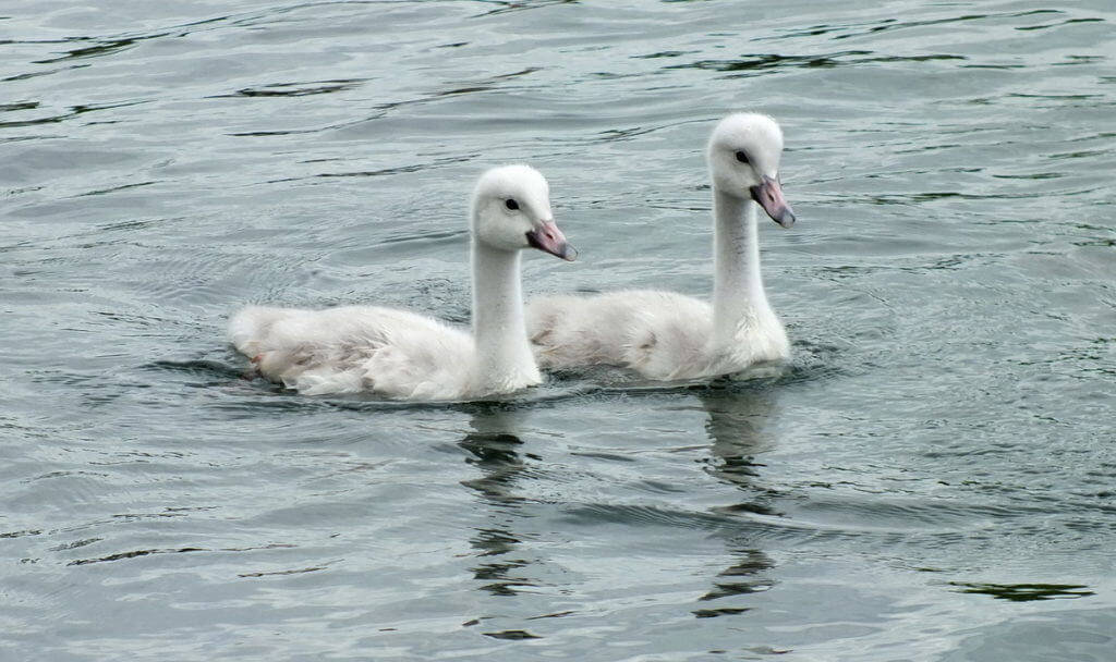 Image of two Trumpeter swan cygnets at Milliken Park in Toronto, Ontario.