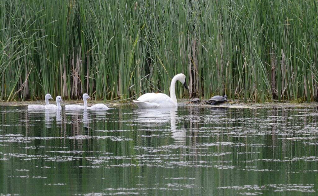 Image of trumpeter swans beside a turtle at Milliken Park in Toronto, Ontario