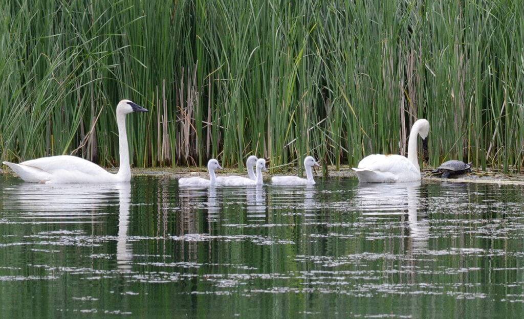 Image of trumpeter swans with cygnets beside a snapping turtle at Milliken Park, in toronto, ontario.