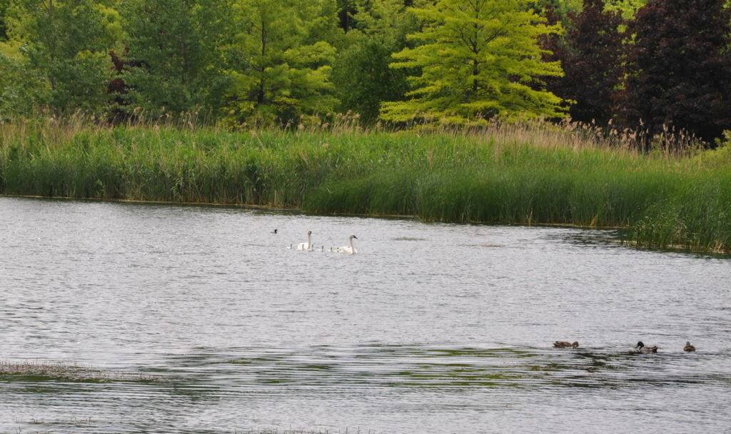 Image of theTrumpeter swans with seven cygnets at Milliken Park in Toronto, Ontario