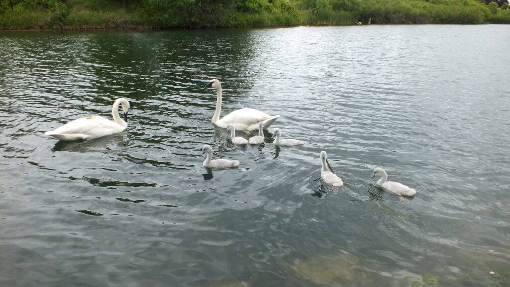 Image of trumpeter swans with seven cygnets on the pond at Milliken Park