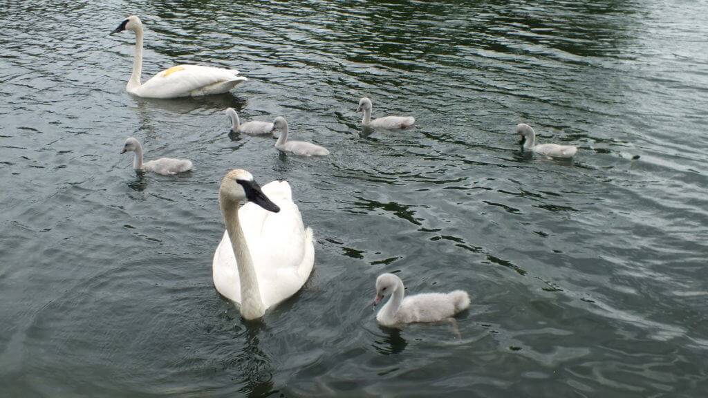 Trumpeter swans with seven cygnets at Milliken Park in Toronto, Ontario