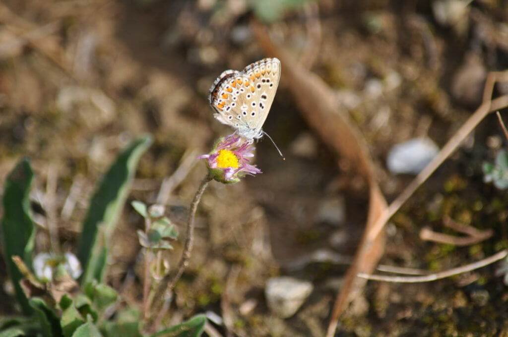 Image of an Adonis Blue Butterfly, female at Il Colombaio di Cencio, Gaiole, Chianti, Tuscany, Italy